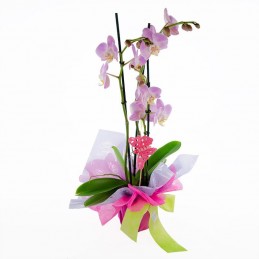 Planta de orquidea rosa