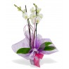 Planta de orquídea